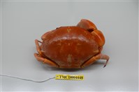 藏品(隆背瓢蟹)的圖片